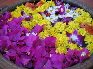 南インドの花